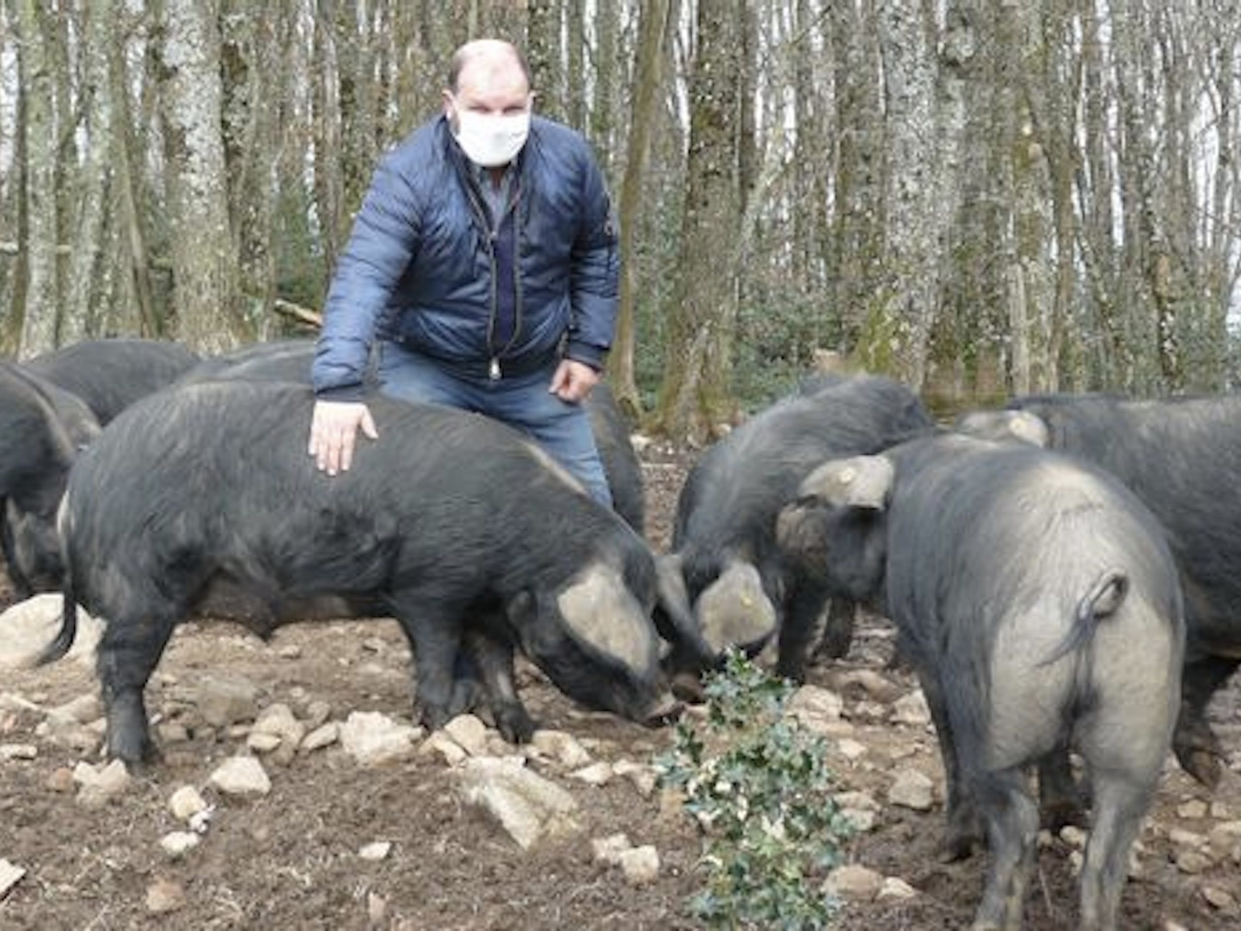 Patrick Chonier avec ses porcs Gascon