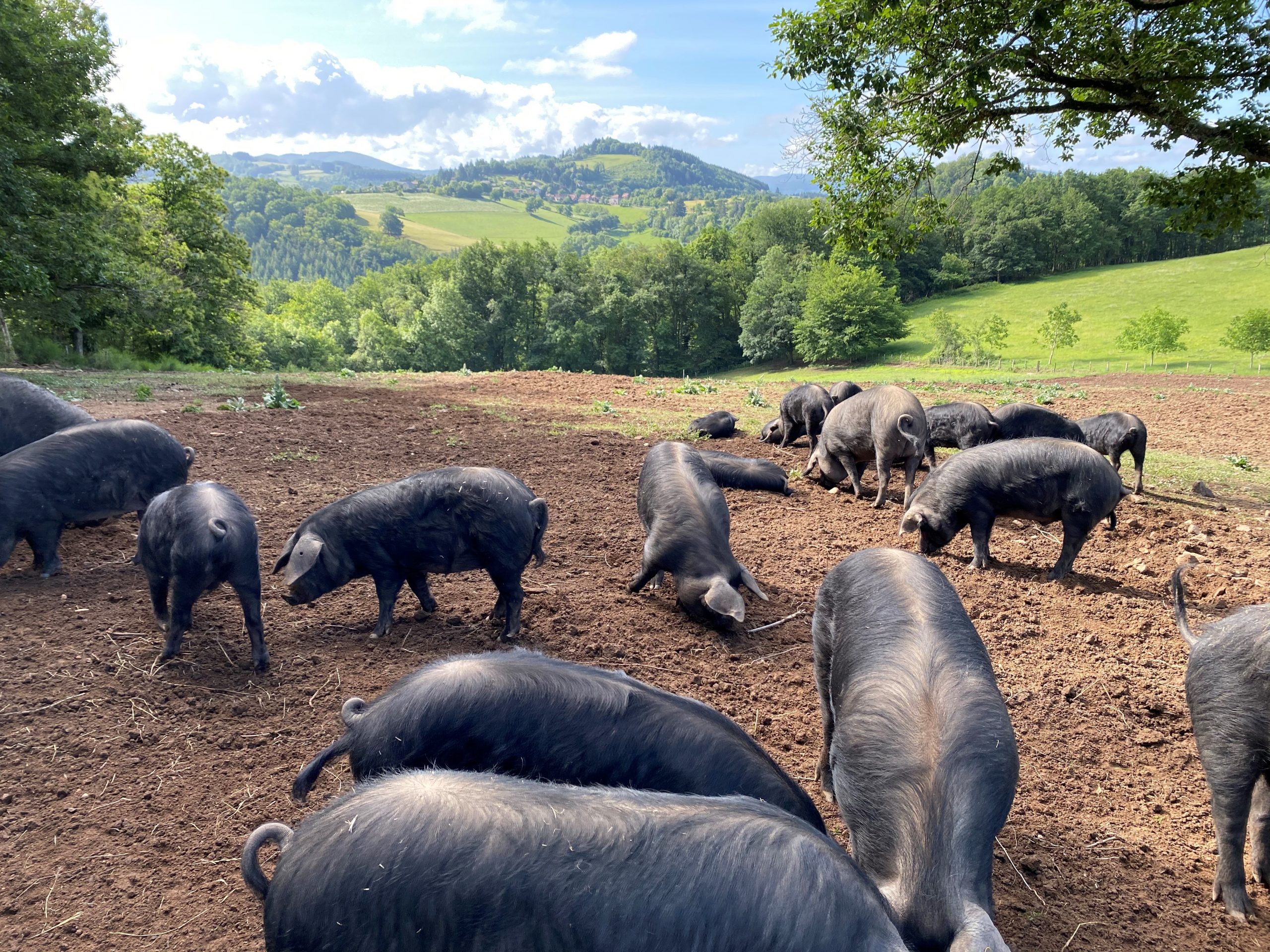 Les porcs noirs Gascon dans les prés de La Chalay