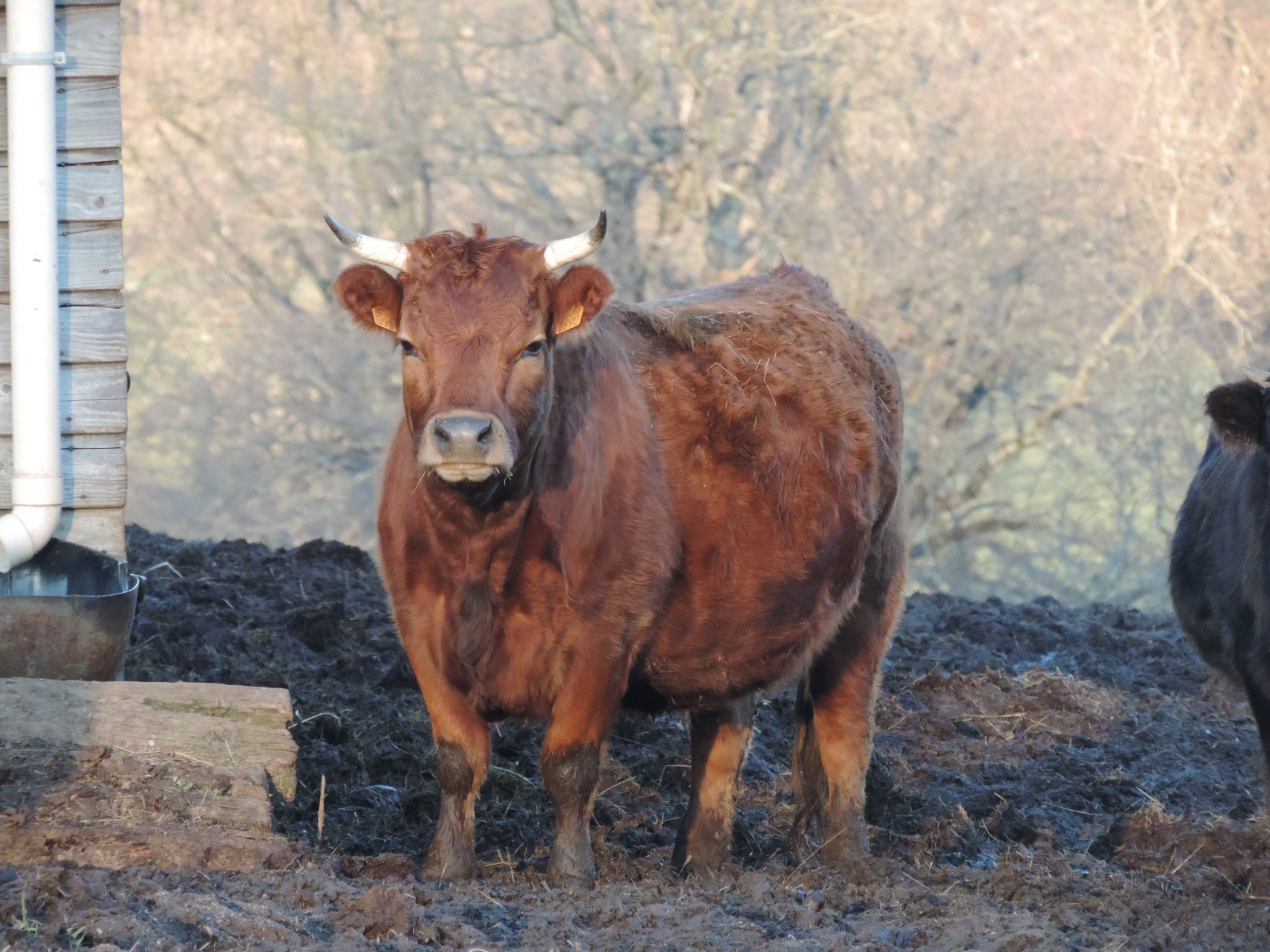 Vache Dexter rouge