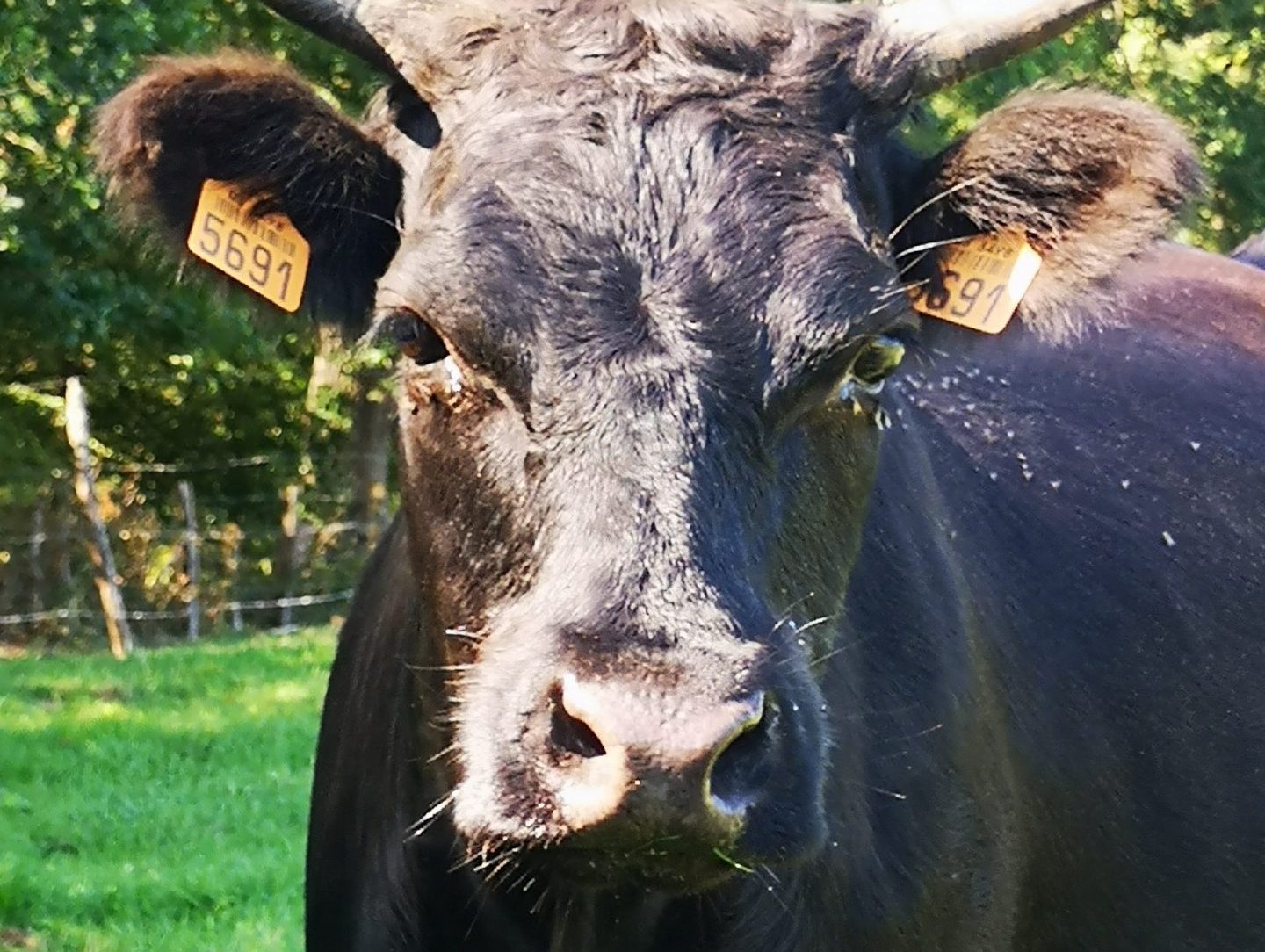Vache Dexter vue de face